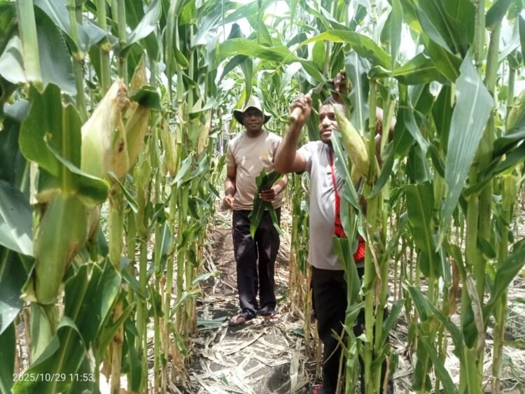 Jagung Siap Panen! Kapolsek Pantai Timur Cek Lahan Ketahanan Pangan Polsek