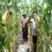 Jagung Siap Panen! Kapolsek Pantai Timur Cek Lahan Ketahanan Pangan Polsek