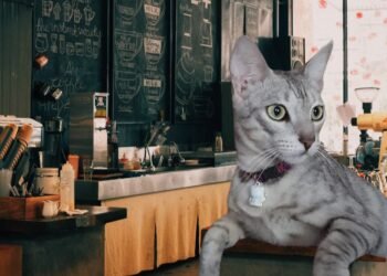 Kucing Bayi Terlantar di kota jayapura dan Diadopsi oleh Wanita Baik Hati