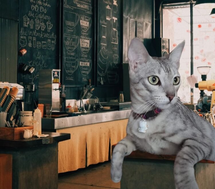 Kucing Bayi Terlantar di kota jayapura dan Diadopsi oleh Wanita Baik Hati