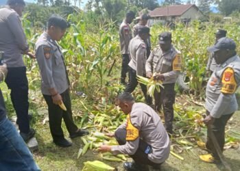 Polsek Kurulu Panen Jagung, Wujud Nyata Dukungan terhadap Ketahanan Pangan Bergizi