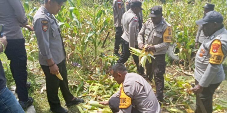 Polsek Kurulu Panen Jagung, Wujud Nyata Dukungan terhadap Ketahanan Pangan Bergizi