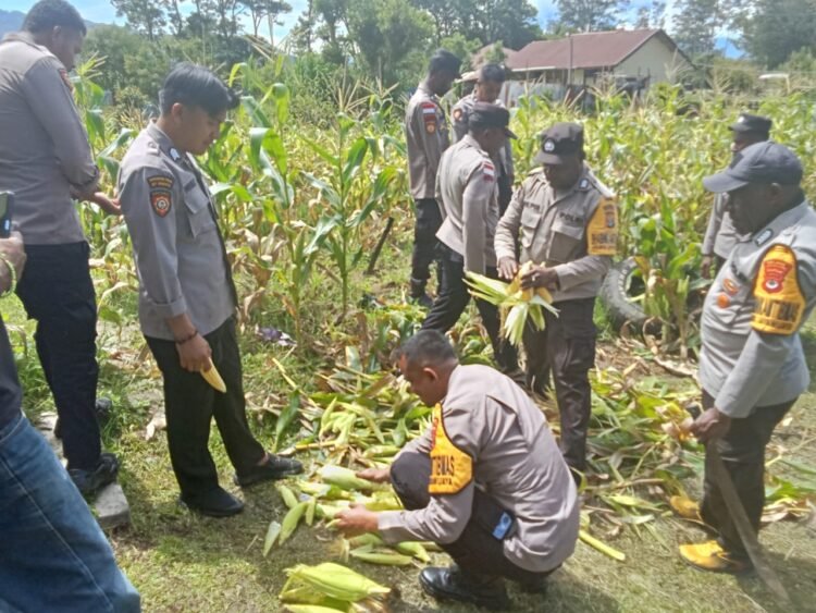 Polsek Kurulu Panen Jagung, Wujud Nyata Dukungan terhadap Ketahanan Pangan Bergizi