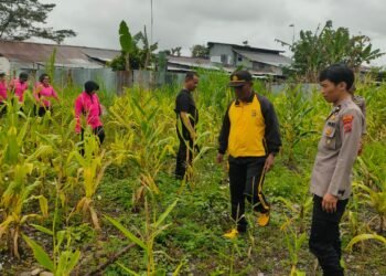 Polsek Wamena Kota Gelar Panen Jagung Program “satu Pekarangan Bergizi” dalam Mendukung Ketahanan Pangan
