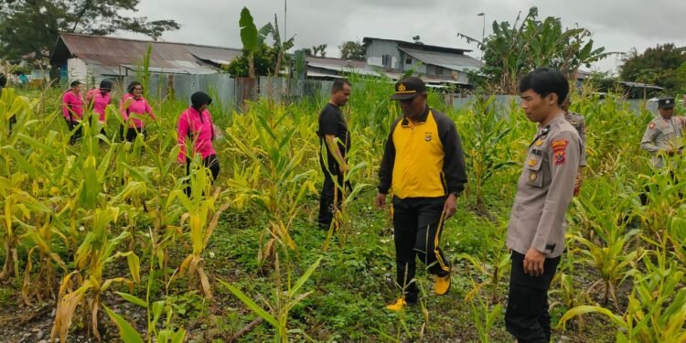 Polsek Wamena Kota Gelar Panen Jagung Program “satu Pekarangan Bergizi” dalam Mendukung Ketahanan Pangan