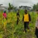 Polsek Wamena Kota Gelar Panen Jagung Program “satu Pekarangan Bergizi” dalam Mendukung Ketahanan Pangan