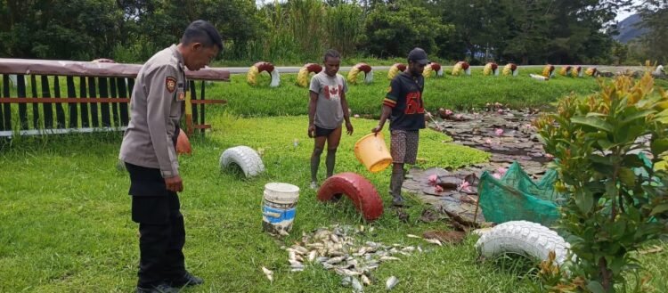 Polsek Kurulu Laksanakan Panen Ikan dalam Program 1 Pangan Bergizi