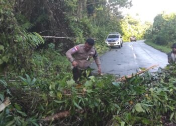 Peduli Keselamatan Pengguna Jalan, Sat Lantas Polres Sarmi Bersihkan Pohon Tumbang di Kampung Holmaven