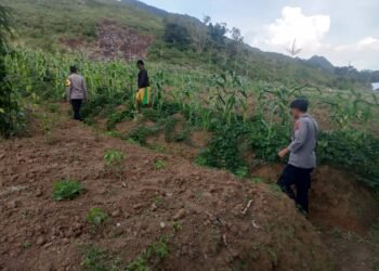 Polsek Asologaima Terus Dorong Ketahanan Pangan Melalui Peninjauan Lahan Jagung di Kampung Kimbim
