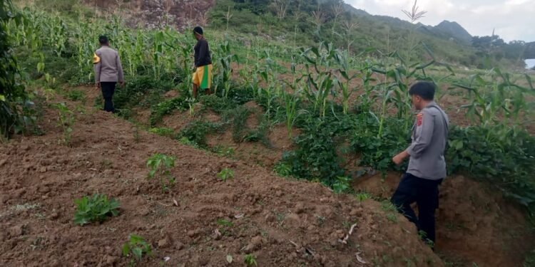Polsek Asologaima Terus Dorong Ketahanan Pangan Melalui Peninjauan Lahan Jagung di Kampung Kimbim