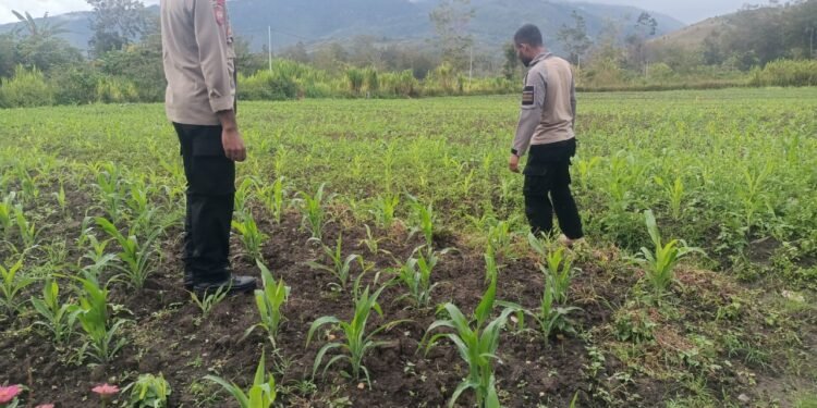 Polsek Asologaima Terus Dorong Ketahanan Pangan Melalui Peninjauan Lahan Jagung di Kampung Kimbim