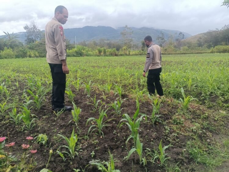 Polsek Asologaima Terus Dorong Ketahanan Pangan Melalui Peninjauan Lahan Jagung di Kampung Kimbim