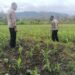 Polsek Asologaima Terus Dorong Ketahanan Pangan Melalui Peninjauan Lahan Jagung di Kampung Kimbim