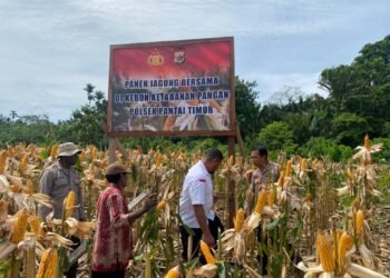 Polsek Pantai Timur Panen Jagung di Lahan Ketahanan Pangan Bersama Masyarakat