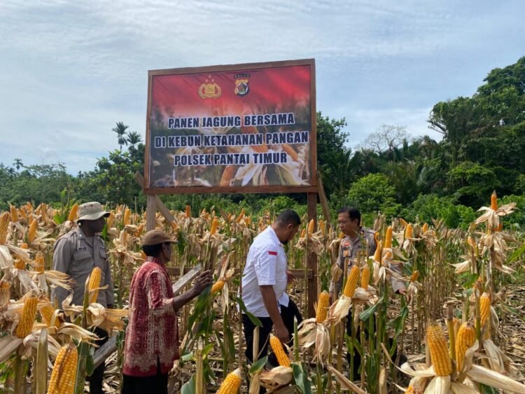 Polsek Pantai Timur Panen Jagung di Lahan Ketahanan Pangan Bersama Masyarakat