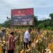 Polsek Pantai Timur Panen Jagung di Lahan Ketahanan Pangan Bersama Masyarakat