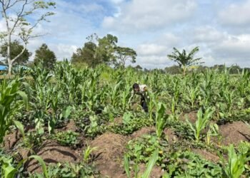Polsek Kawasan Bandara Cek Perkembangan Tanaman Jagung Program Ketahanan Pangan Kuartal III