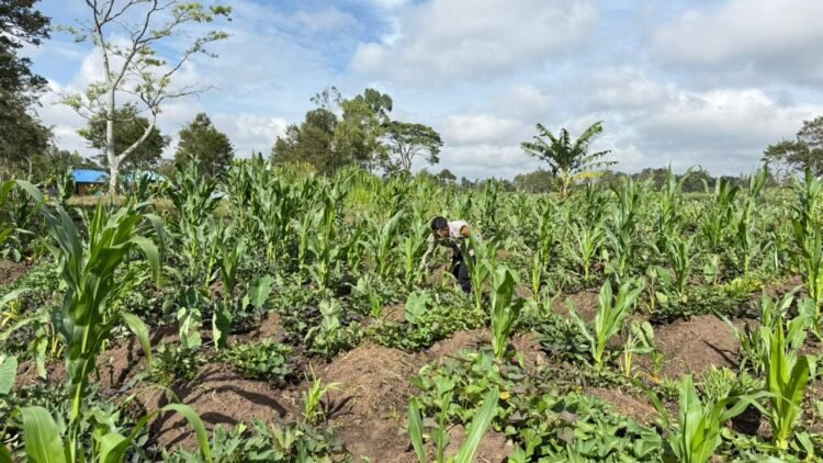 Polsek Kawasan Bandara Cek Perkembangan Tanaman Jagung Program Ketahanan Pangan Kuartal III