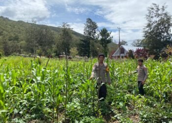 Polsek Kawasan Bandara Cek Perkembangan Tanaman Jagung Program Ketahanan Pangan Kuartal III