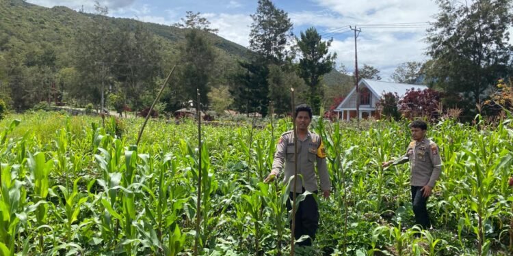 Polsek Kawasan Bandara Cek Perkembangan Tanaman Jagung Program Ketahanan Pangan Kuartal III
