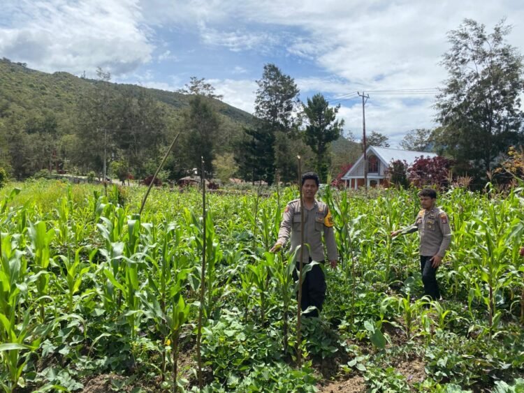 Polsek Kawasan Bandara Cek Perkembangan Tanaman Jagung Program Ketahanan Pangan Kuartal III