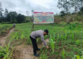 Sat Binmas Polres Jayawijaya dampingi Petani Perkuat Ketahanan Pangan
