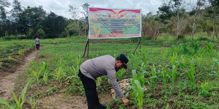 Sat Binmas Polres Jayawijaya dampingi Petani Perkuat Ketahanan Pangan
