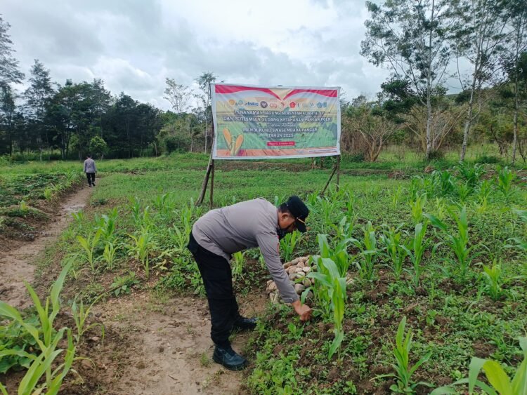 Sat Binmas Polres Jayawijaya dampingi Petani Perkuat Ketahanan Pangan