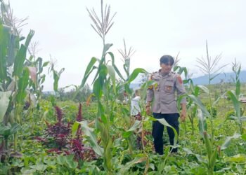 Kapolsek Wamena Kota Cek Perkembangan Tanaman Jagung di Kampung Hubikiak