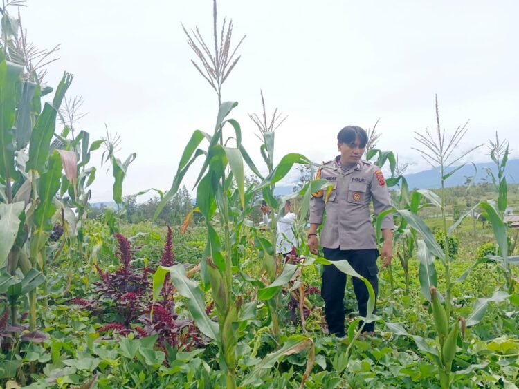 Kapolsek Wamena Kota Cek Perkembangan Tanaman Jagung di Kampung Hubikiak