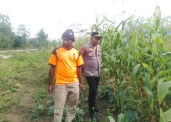 Kapolsek Wamena Kota Cek Perkembangan Tanaman Jagung di Kampung Hubikiak