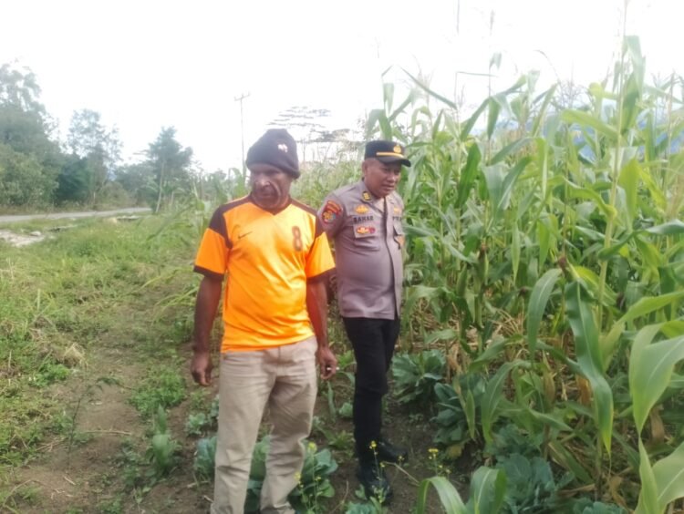 Kapolsek Wamena Kota Cek Perkembangan Tanaman Jagung di Kampung Hubikiak
