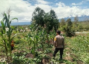 Polsek Kurulu Pantau Perkembangan Tanaman Jagung Kuartal III, Dukung Program Ketahanan Pangan Nasional