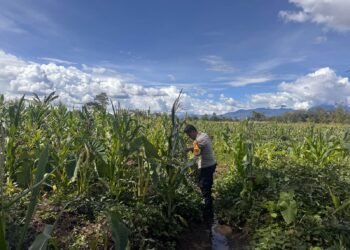 Dukung Ketahanan Pangan, Polsek Kawasan Bandara Tinjau Lahan Jagung dan Tumpang Sari