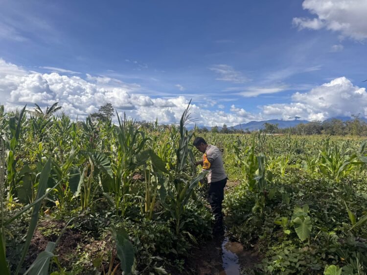 Dukung Ketahanan Pangan, Polsek Kawasan Bandara Tinjau Lahan Jagung dan Tumpang Sari