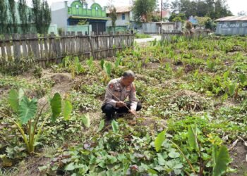 Perkuat Kemitraan, Polsek Wamena Kota Gerakkan Penanaman Jagung