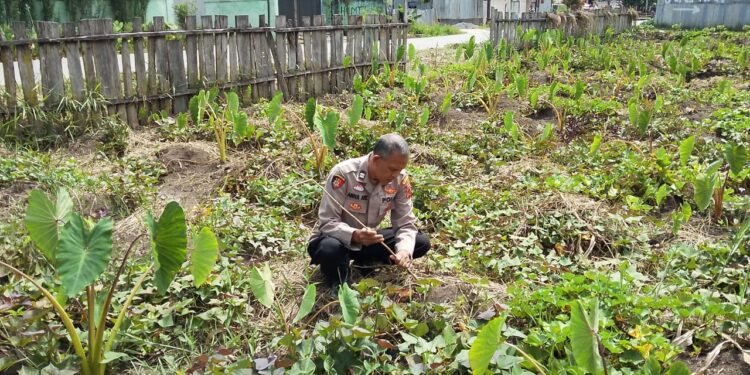 Perkuat Kemitraan, Polsek Wamena Kota Gerakkan Penanaman Jagung