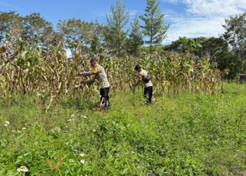Wujud Kepedulian Polri, Pengecekan Jagung di Distrik Wesaput
