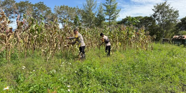 Wujud Kepedulian Polri, Pengecekan Jagung di Distrik Wesaput