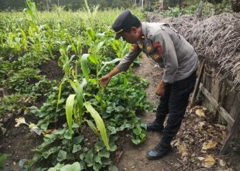 Dukung Ketahanan Pangan, Polsek Bolakme Tinjau Pertumbuhan Jagung di Dua Lahan Warga