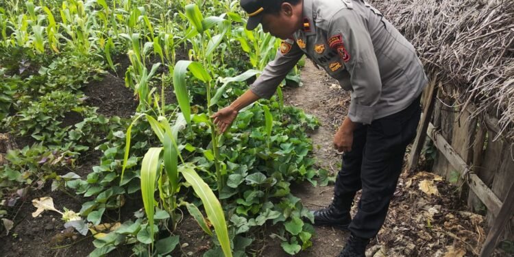 Dukung Ketahanan Pangan, Polsek Bolakme Tinjau Pertumbuhan Jagung di Dua Lahan Warga