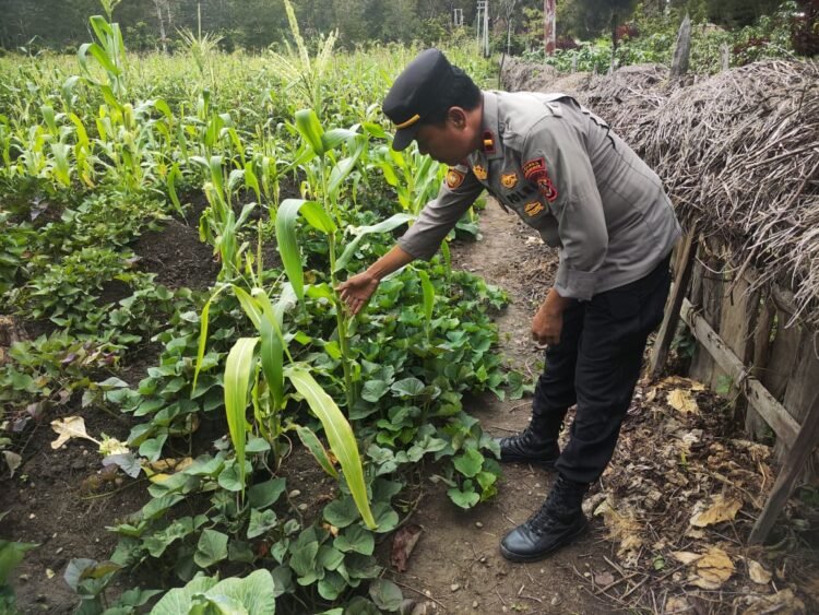 Dukung Ketahanan Pangan, Polsek Bolakme Tinjau Pertumbuhan Jagung di Dua Lahan Warga