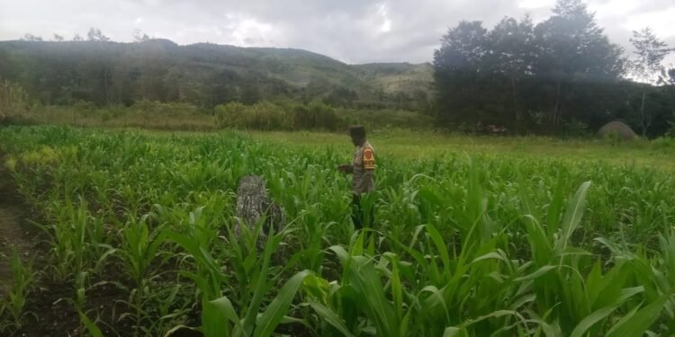 Polsek Asologaima cek perkembangan tanaman jagung di kampung kimbim