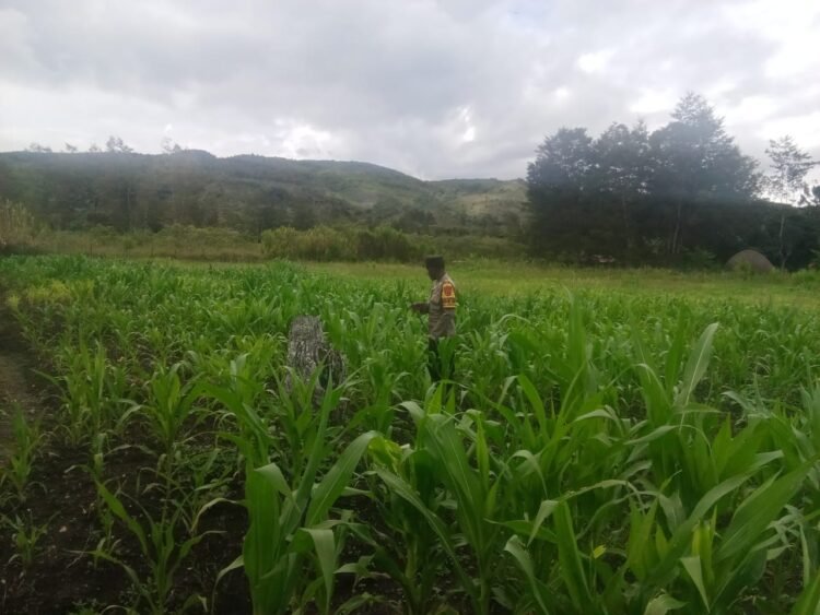 Polsek Asologaima cek perkembangan tanaman jagung di kampung kimbim