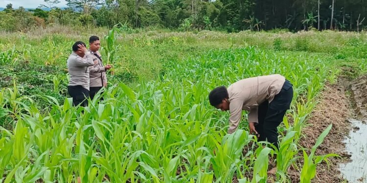 Polres Jayawijaya Cek Pertumbuhan Jagung di Elagaima