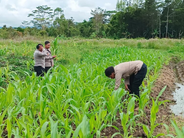 Polres Jayawijaya Cek Pertumbuhan Jagung di Elagaima