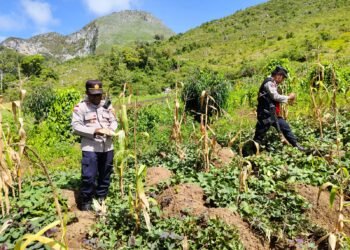 Polsek Kurulu Panen Jagung Bersama Pok Tani Silimo