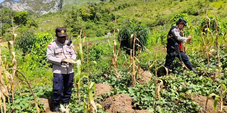 Polsek Kurulu Panen Jagung Bersama Pok Tani Silimo