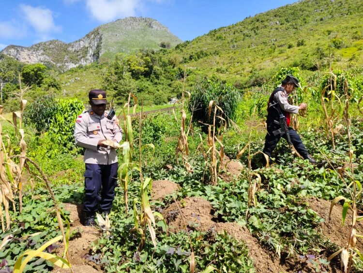 Polsek Kurulu Panen Jagung Bersama Pok Tani Silimo