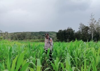 Polsek Asologaima Cel Lahan Jagung Pok Tani Wilekma